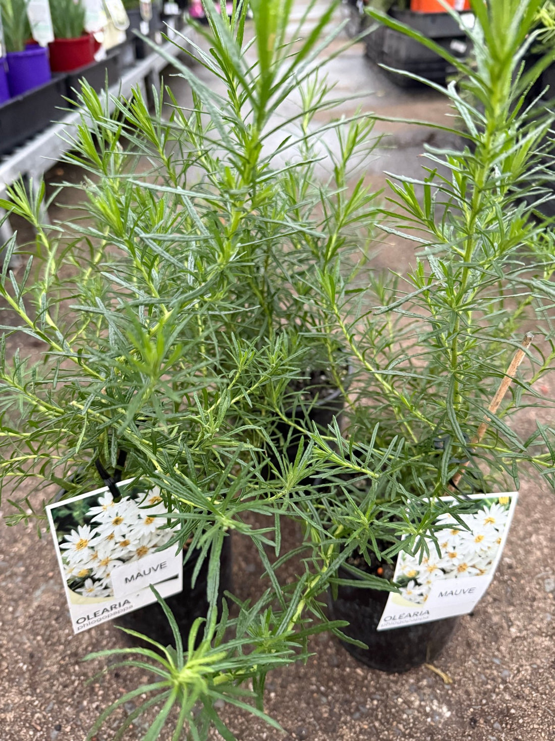 Thin-Leaf Daisy-Bush ‘Mauve’ (Olearia tenuifolia) - Ladybird Nursery