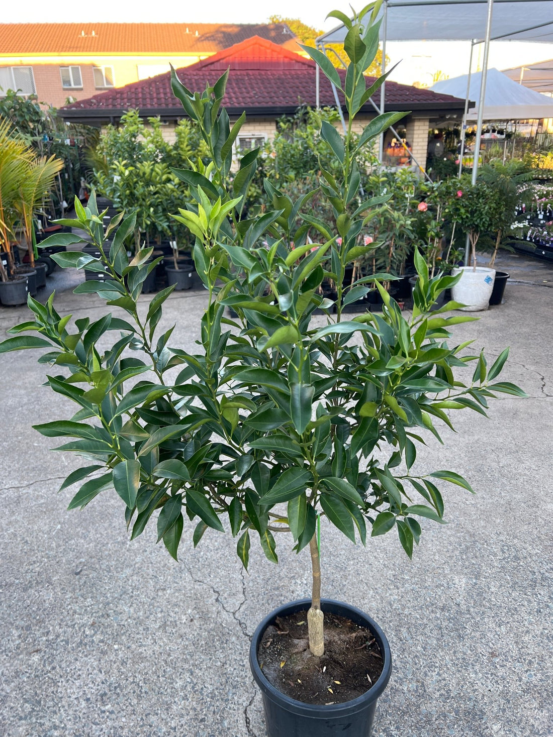 Dwarf Lime 'Tahitian' 300mm (PICKUP ONLY) - Ladybird Nursery