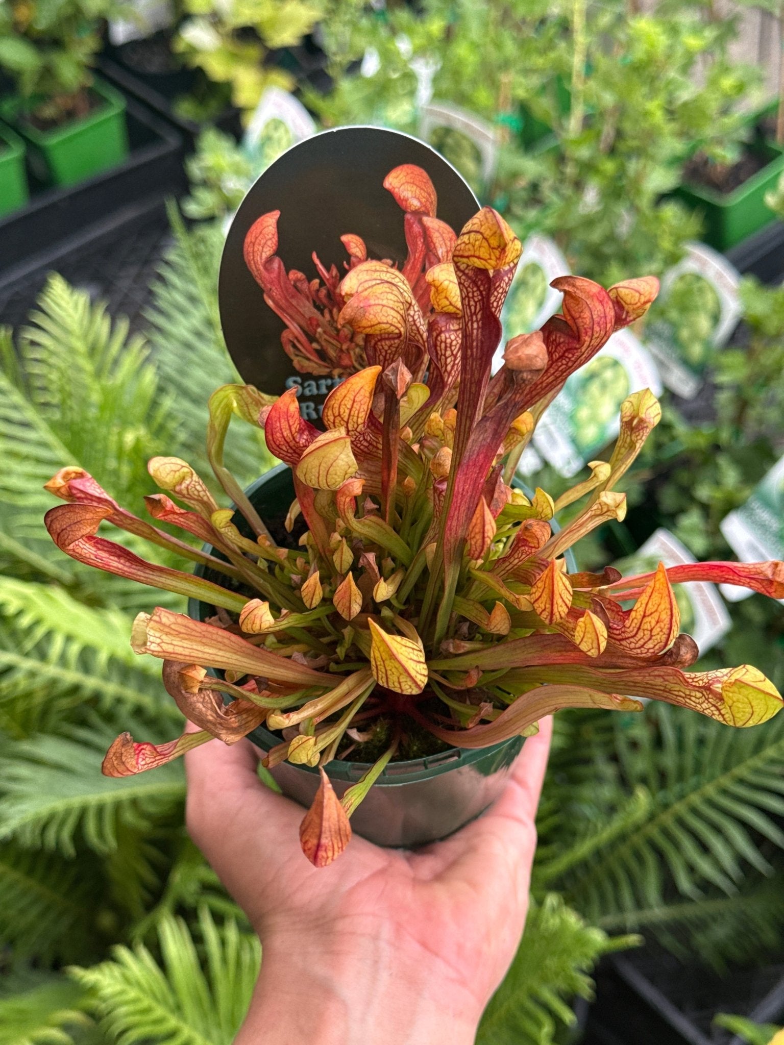 Pitcher Plant ‘Ruby Lips’ (Sarracenia) 100mm Pot - Ladybird Nursery