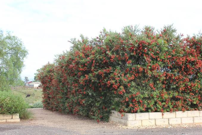 Bottlebrush SLIM (Callistemon viminalis) - Ladybird Nursery