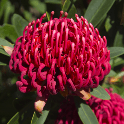 Warratah 'Braidwood Brilliant' (Telopea) - Ladybird Nursery