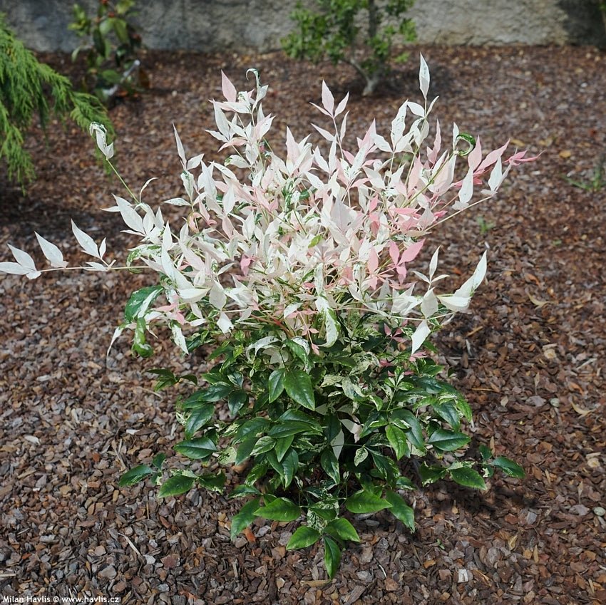Heavenly Bamboo Twilight (Nandina domestica) - Ladybird Nursery