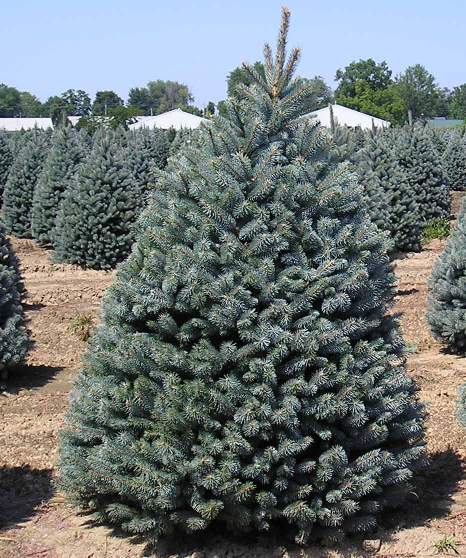 Blue Spruce Fat Albert (Picea pungens) - Ladybird Nursery