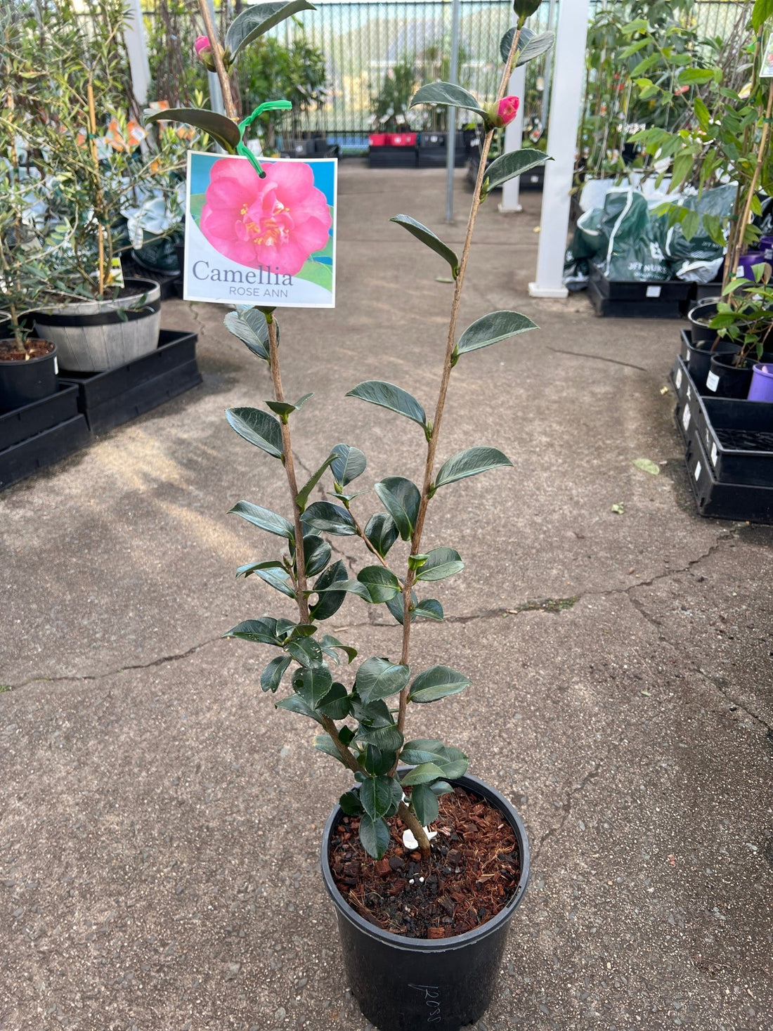 Camellia ‘Rose Ann’ (Camellia sasanqua) - Large - Ladybird Nursery