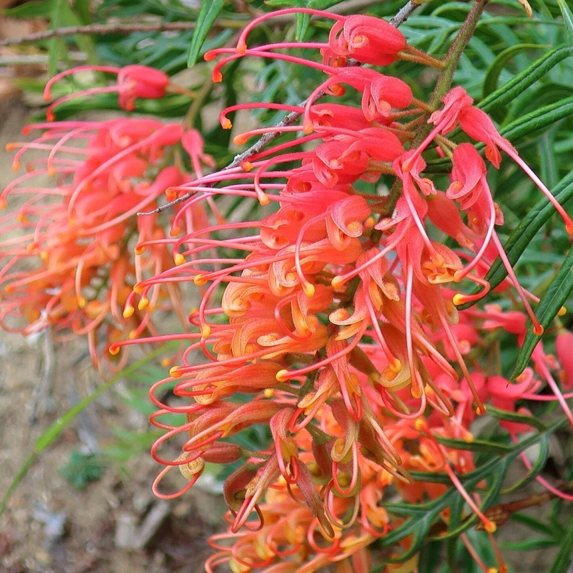 Grevillea 'Robyn Gordon' 140mm pot - Ladybird Nursery