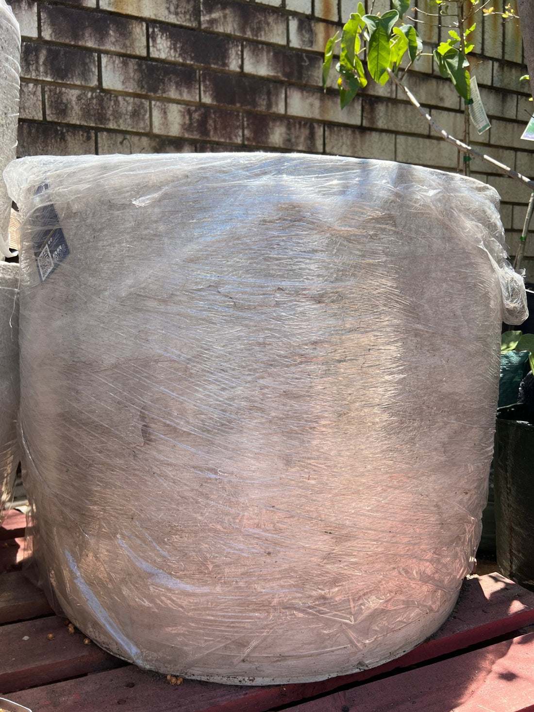 Pot 'Storm' Size 1 (PICK UP ONLY) - Ladybird Nursery