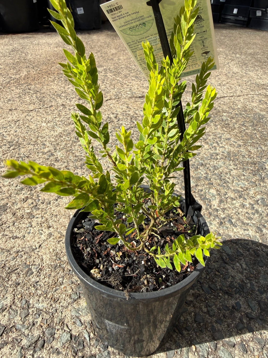 Acacia 'Honey Bun' (Acacia howittii) - Ladybird Nursery