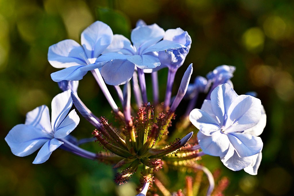 Plumbago ‘Royal Cape’ (Plumbago auriculata) - Ladybird Nursery