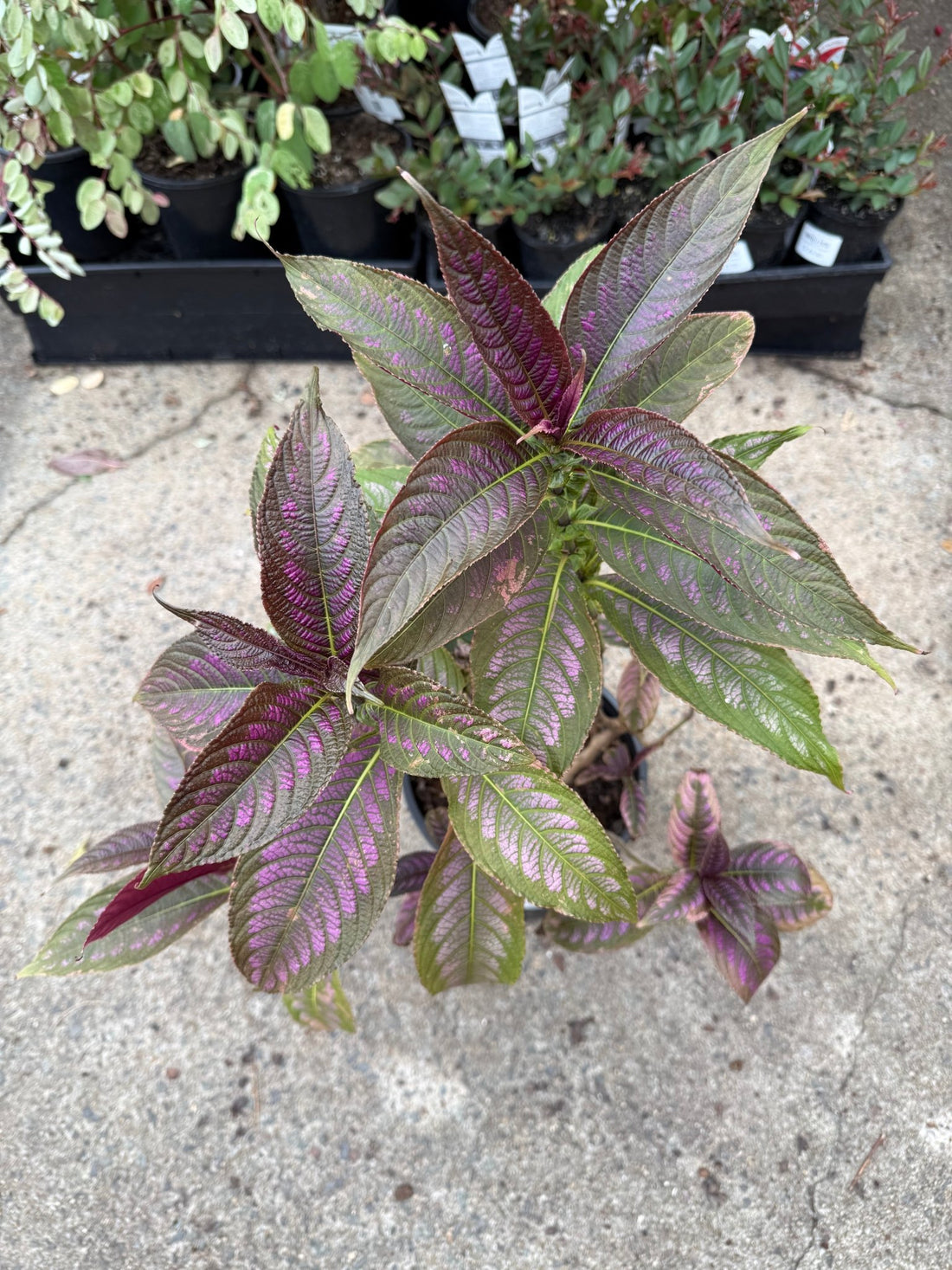 Persian Shield (Strobilanthes dyerianus) - Medium - Ladybird Nursery