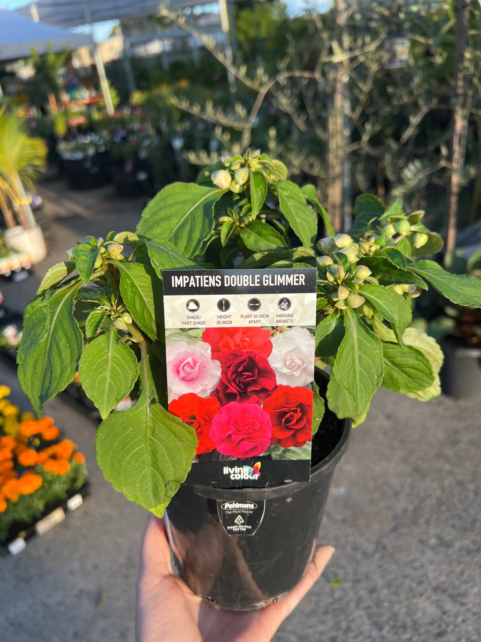 Double Glimmer (Impatiens)