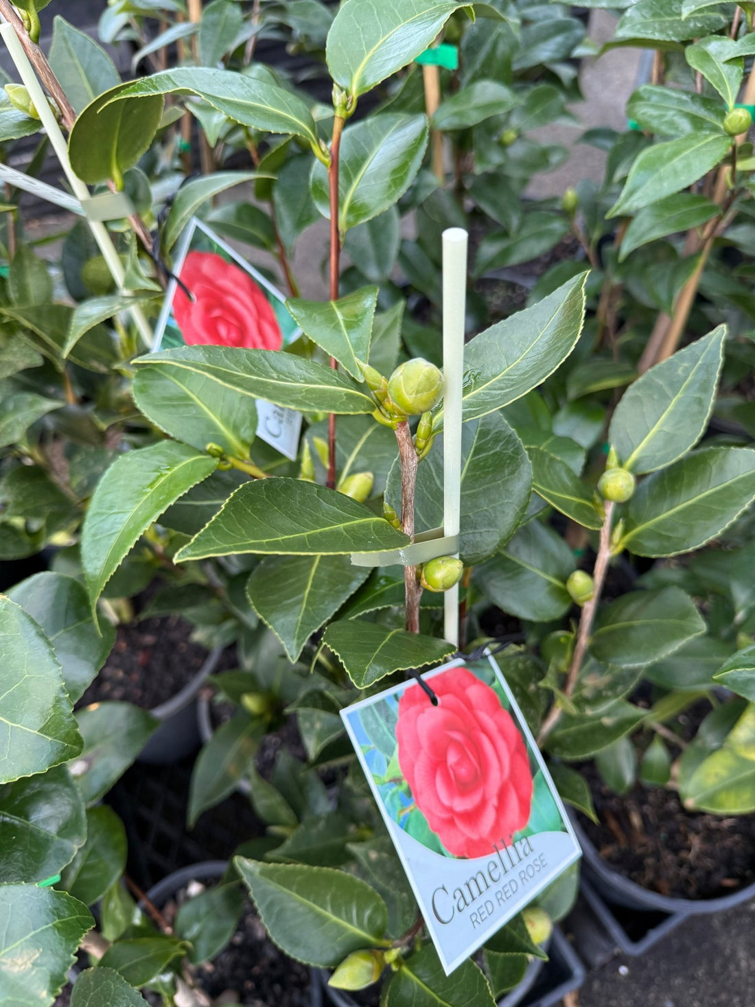 Camellia 'Red Red Rose' (Camellia japonica) - Ladybird Nursery