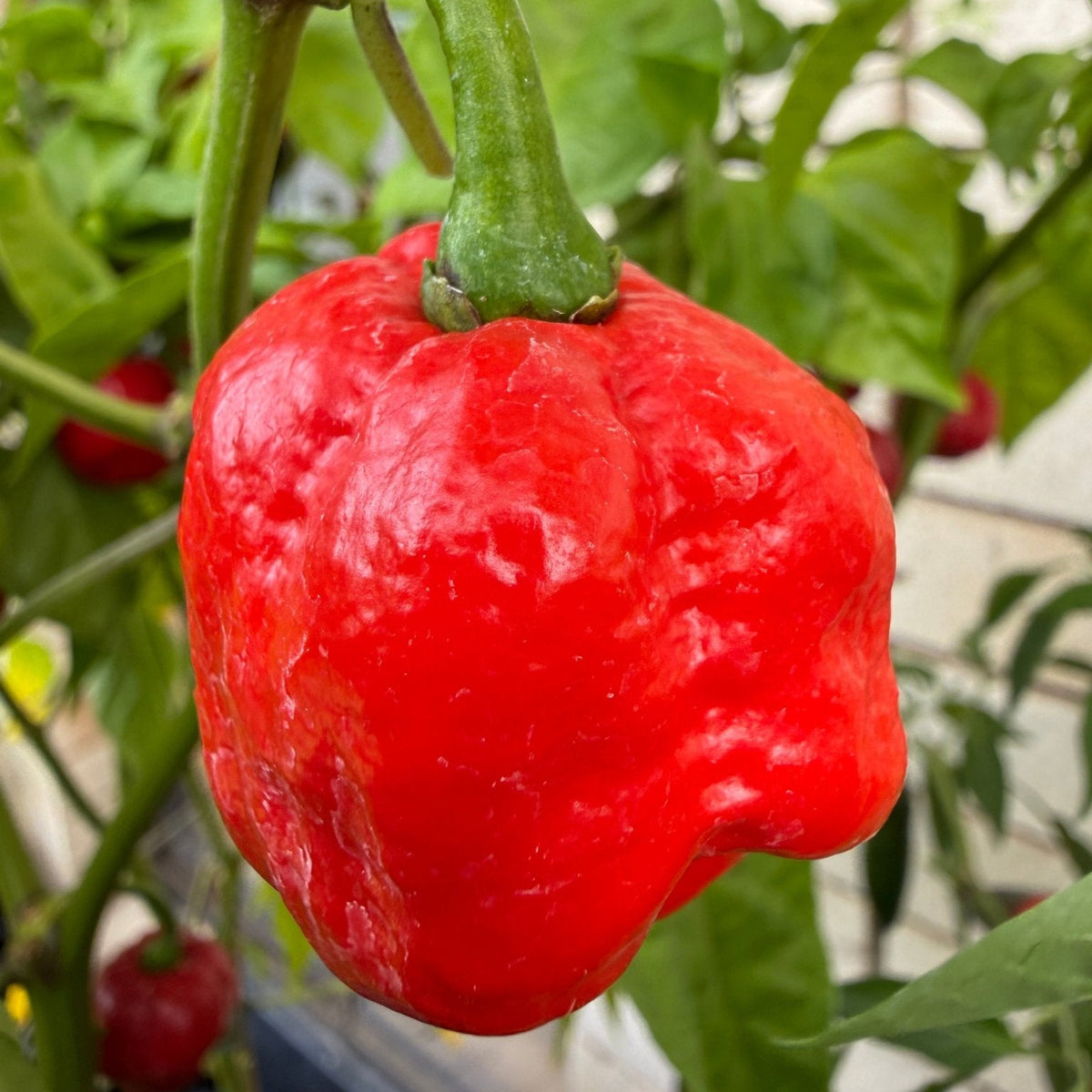 Chilli '7 Pot Infinity' - Ladybird Nursery