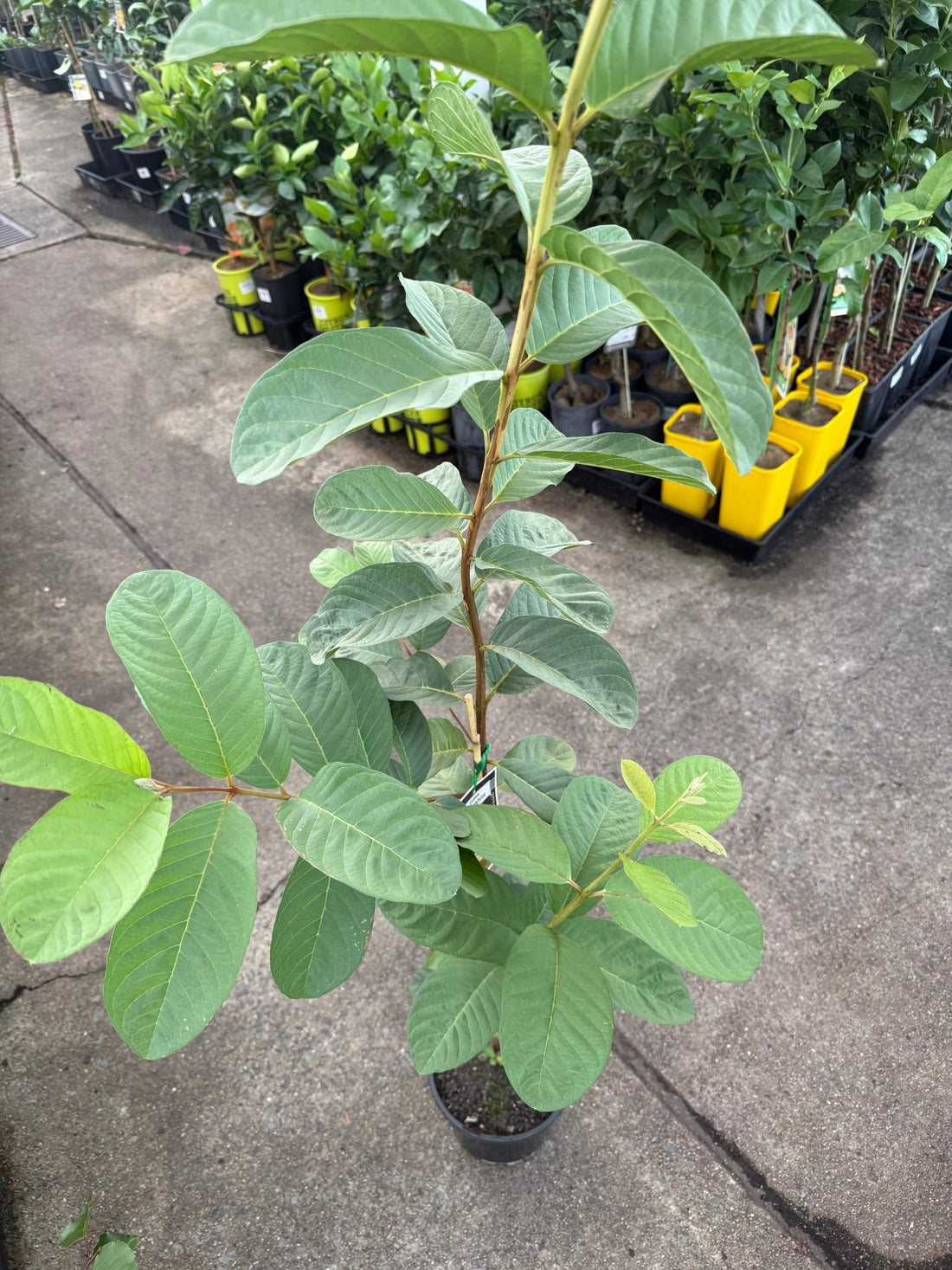 Guava 'Thai White' - Ladybird Nursery