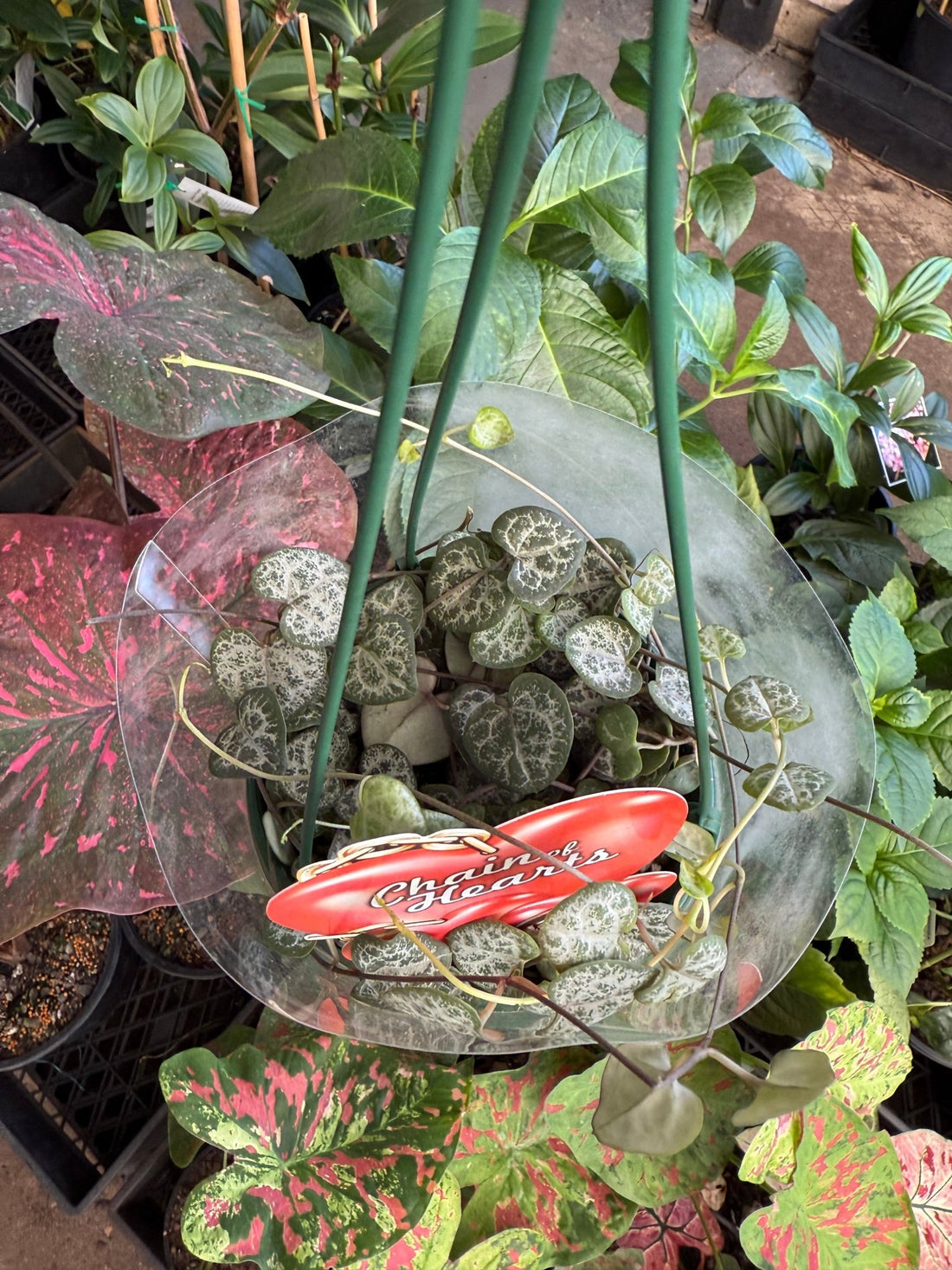 String of Hearts (Ceropegia woodii) - Ladybird Nursery