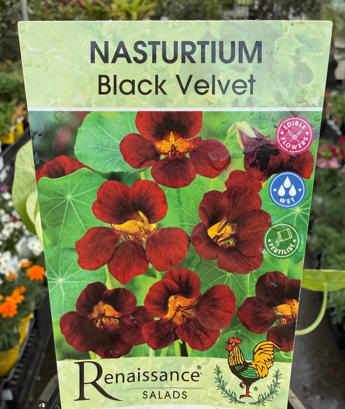 Nasturtium 'Black' (Tropaeolum minor) - Ladybird Nursery