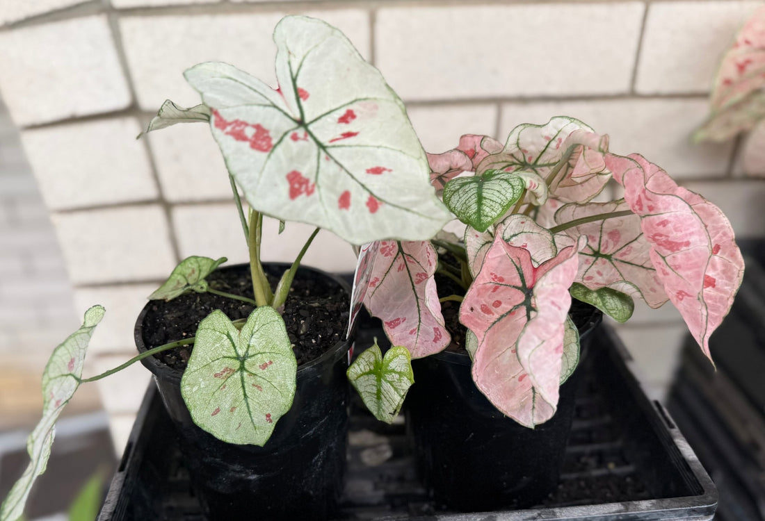 Caladium 'Snowdrops' - Ladybird Nursery