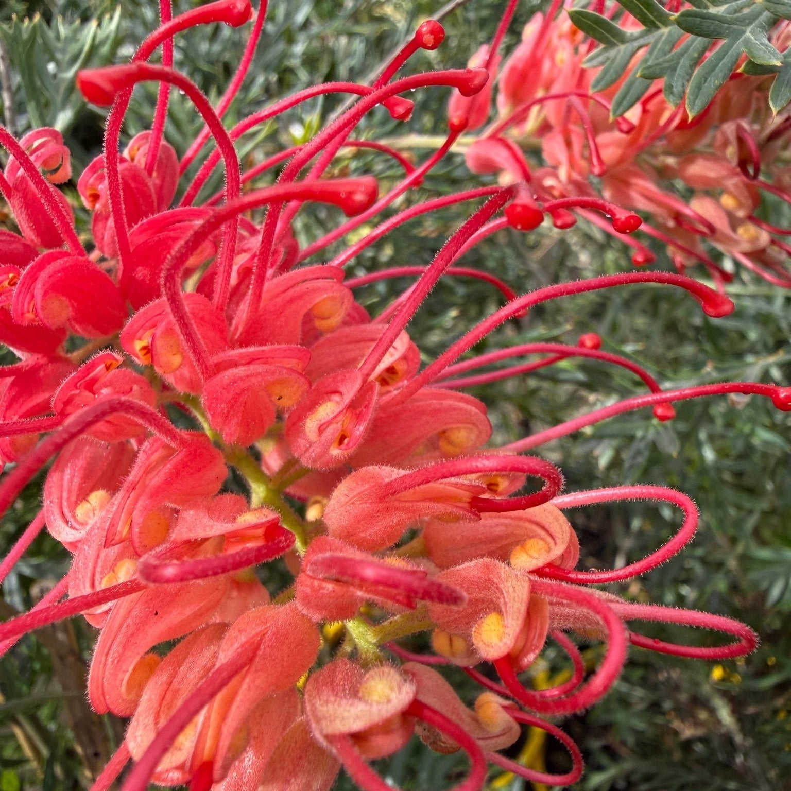 Grevillea 'Robyn Gordon' - Large - Ladybird Nursery