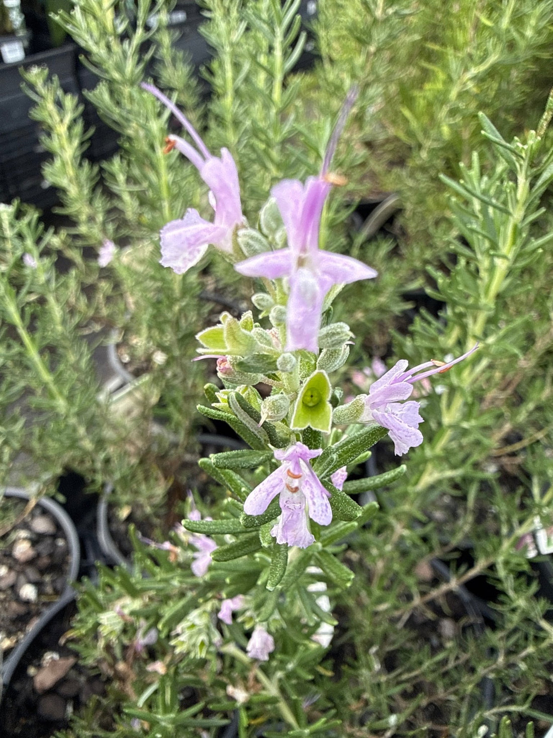 Rosemary 'Rosea' (Rosmarinus officinalis) - Ladybird Nursery