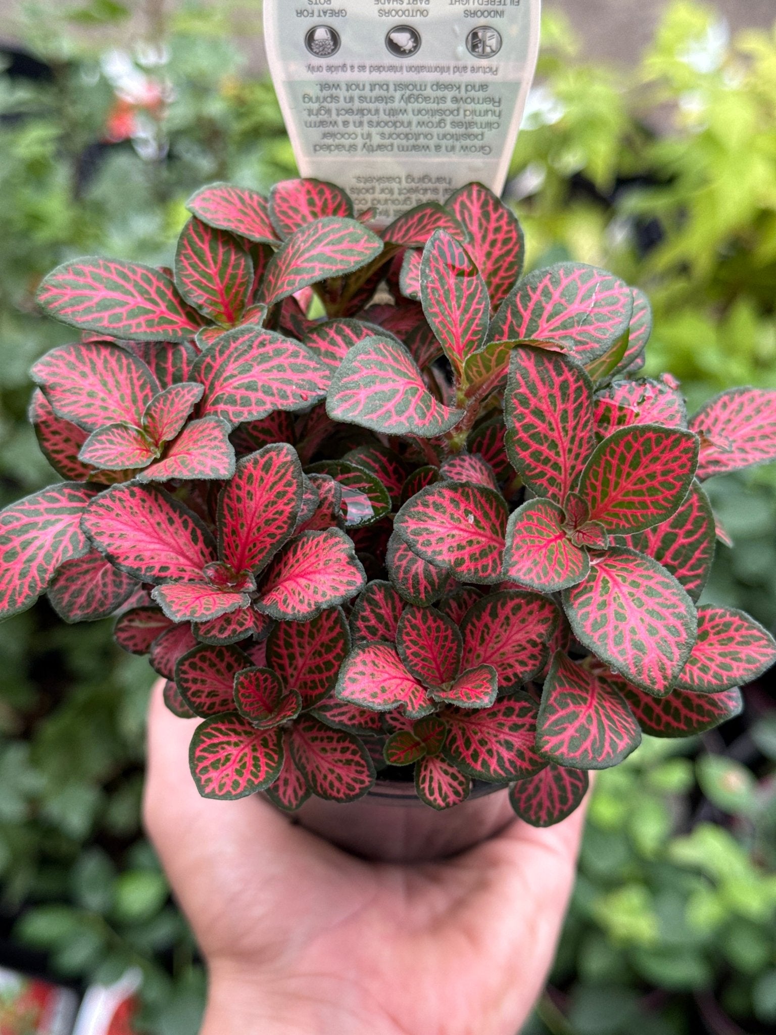 Fittonia ‘Red Cloud’ - Ladybird Nursery