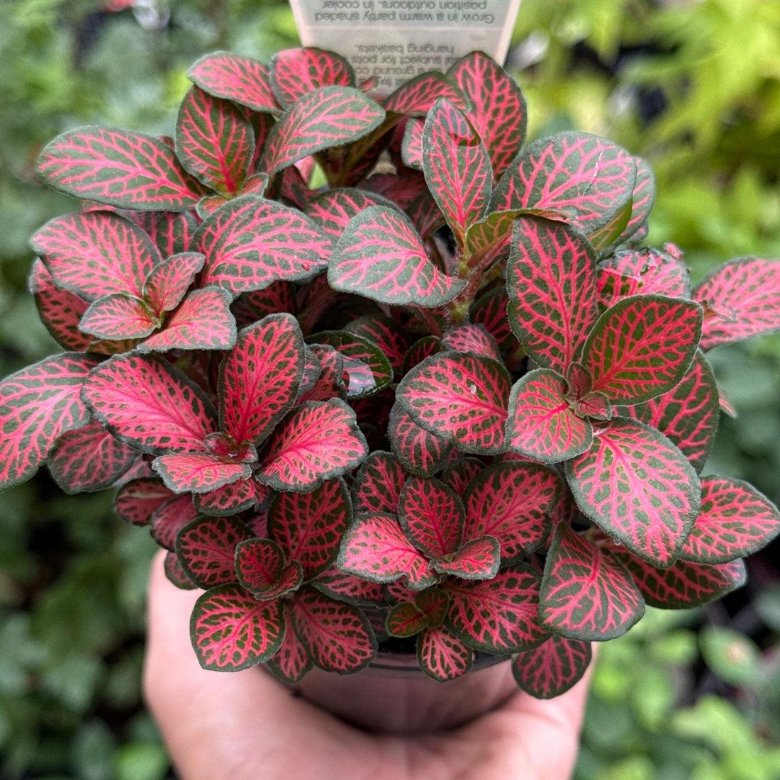 Fittonia ‘Red Cloud’ - Ladybird Nursery