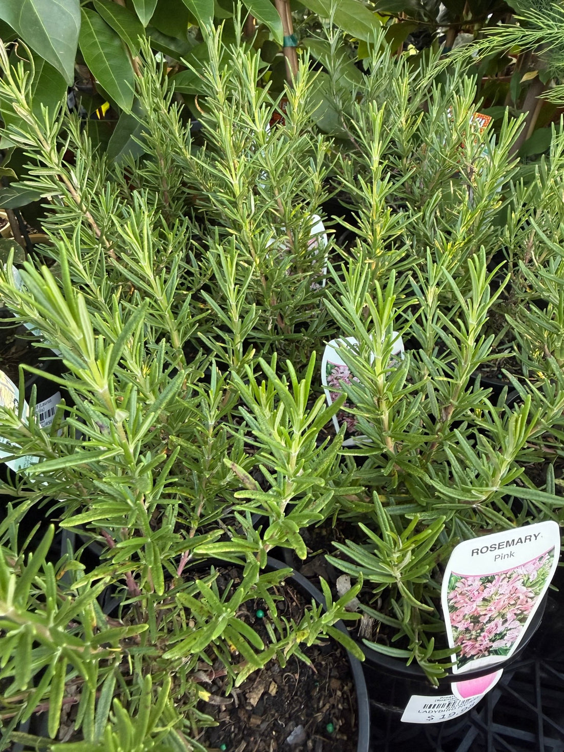 Rosemary 'Portuguese Pink' - Ladybird Nursery