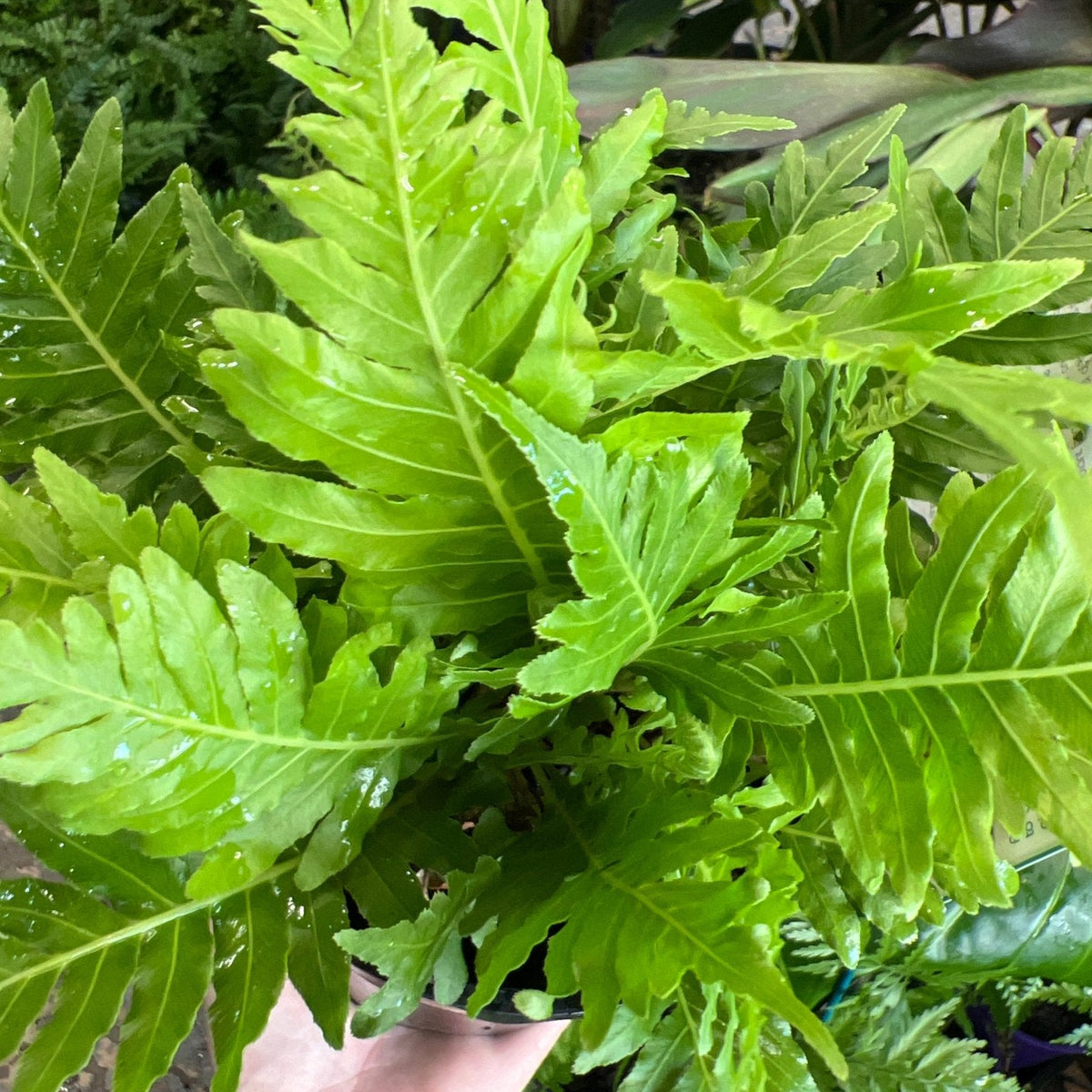Silver Lady Fern (Blechnum gibbum) 140mm Pot - Ladybird Nursery
