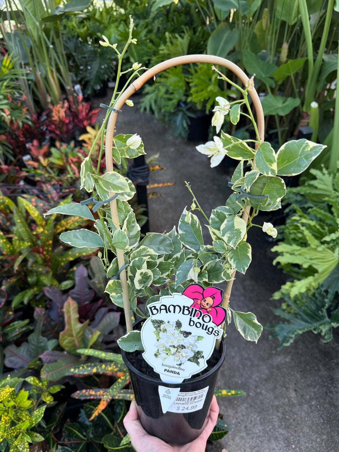Bougainvillea ‘Panda' (Bougainvillea Bambino™) - Ladybird Nursery