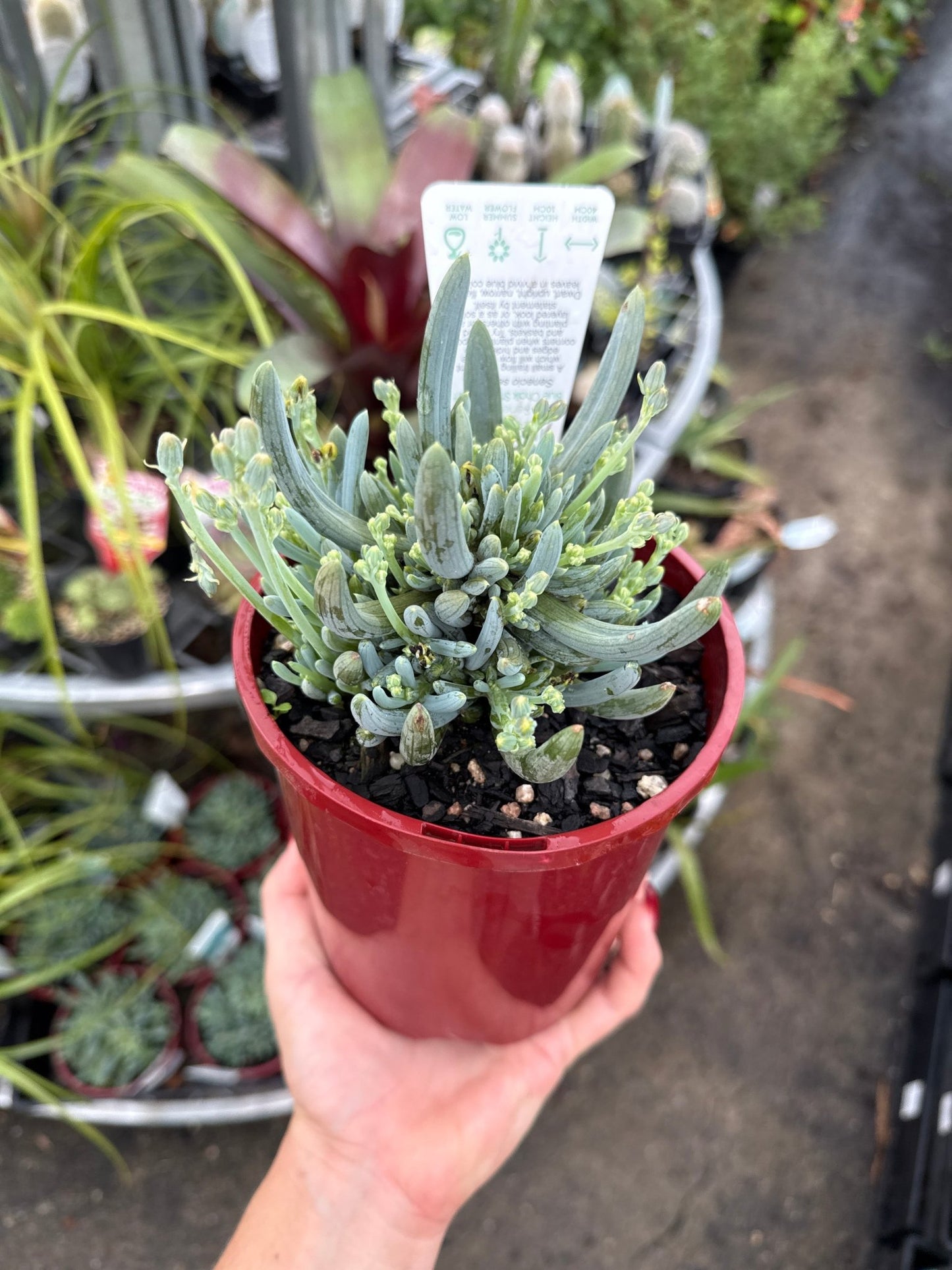 Dwarf Chalk Sticks (Senecio serpens) - Ladybird Nursery