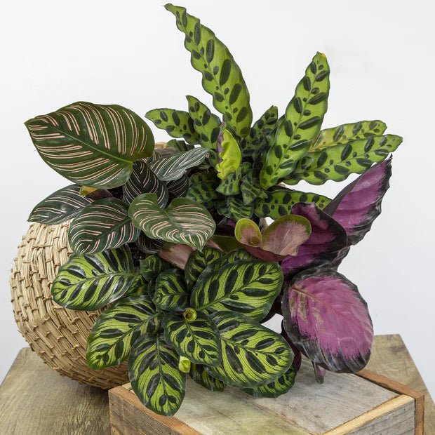 Prayer Plant (Calathea Assorted) - Ladybird Nursery