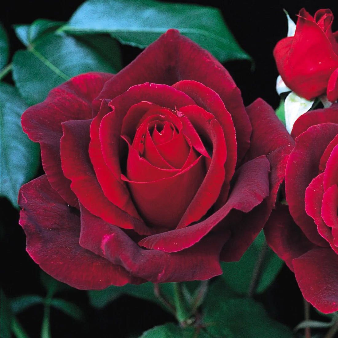 Rose 'Mr Lincoln' - Ladybird Nursery