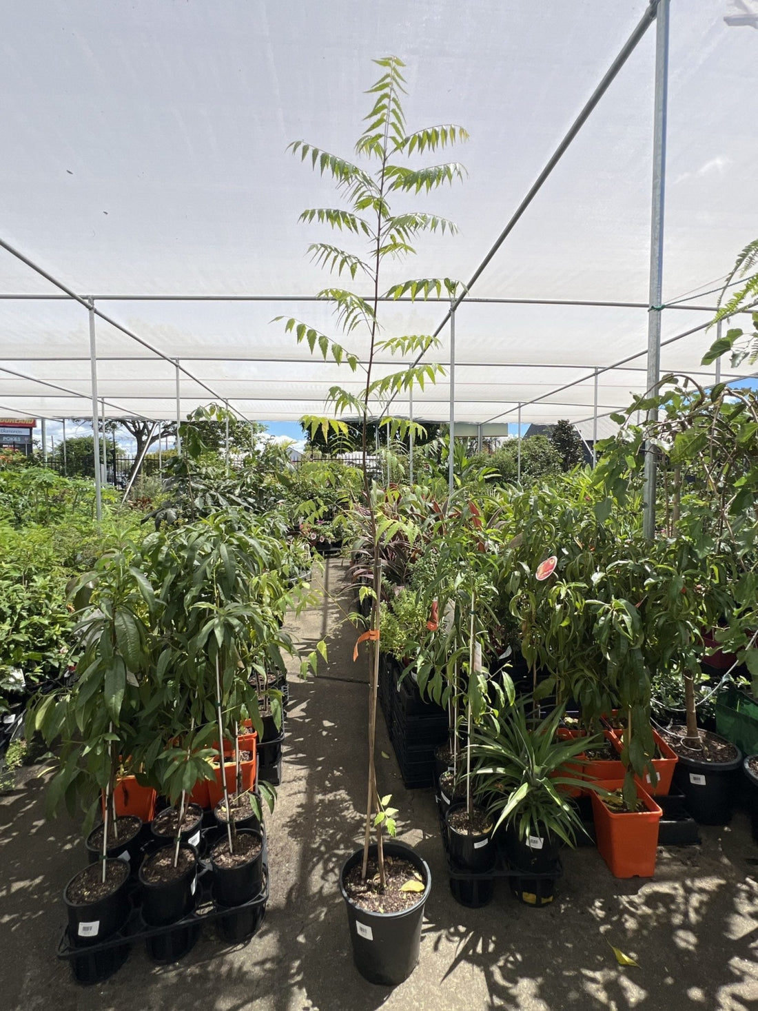 Neem Tree 250mm (PICK UP ONLY) - Ladybird Nursery