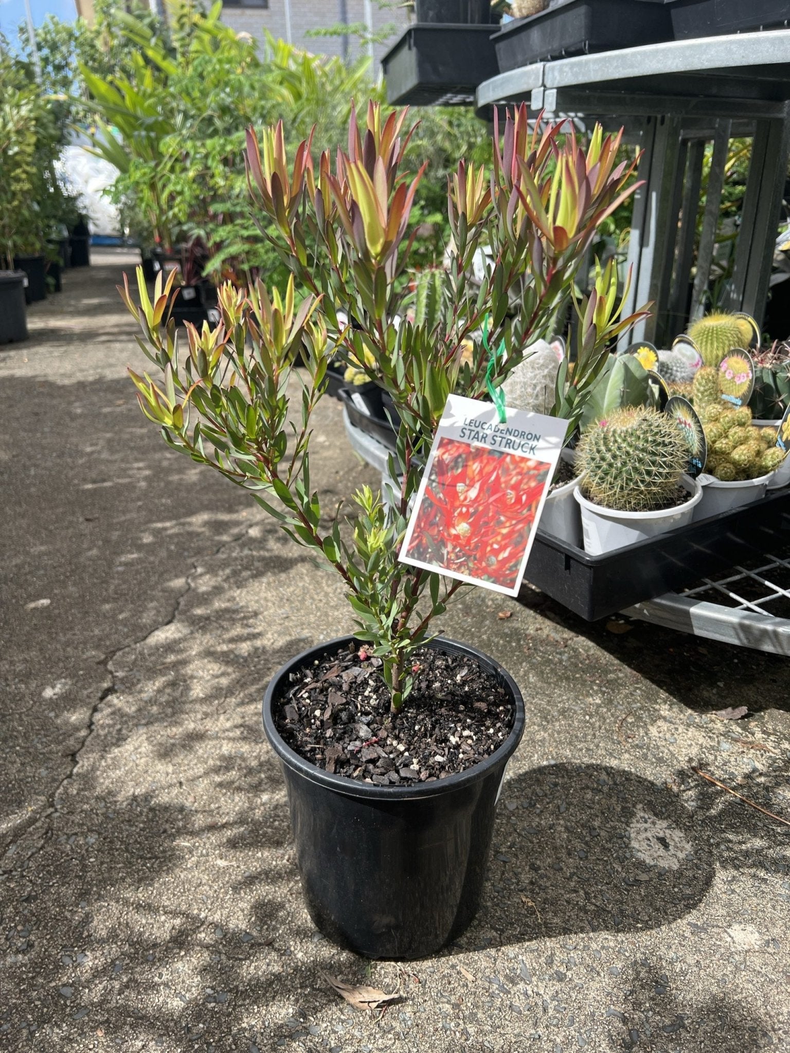Star Struck (Leucadendron) - Ladybird Nursery