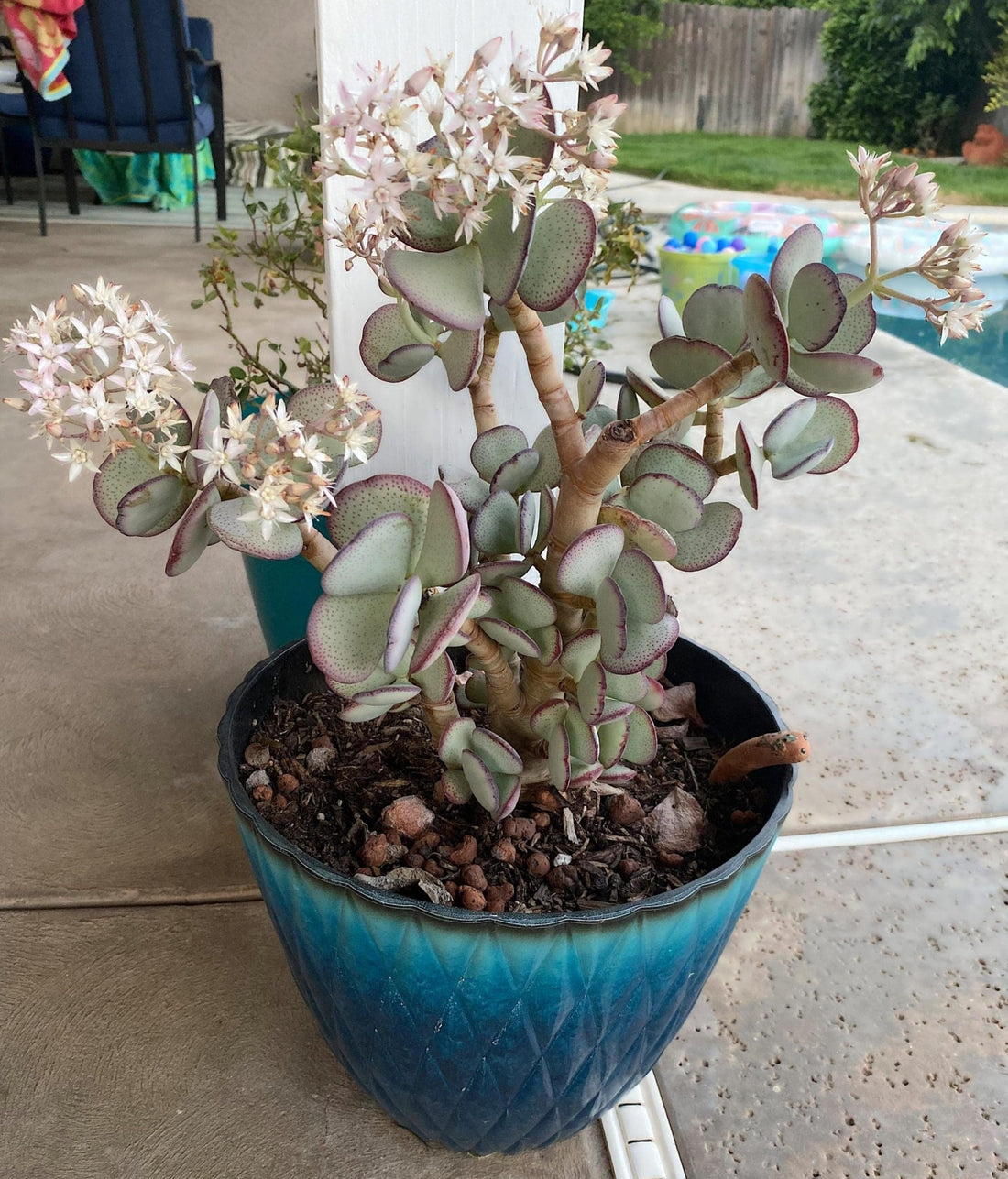 Silver Jade (Crassula argentea) - Ladybird Nursery
