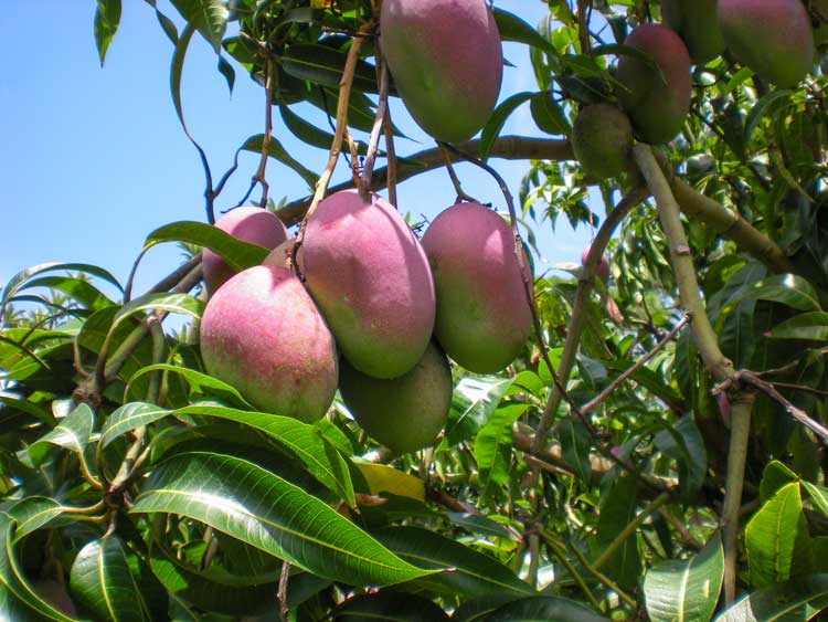 Florigon Mango Tree
