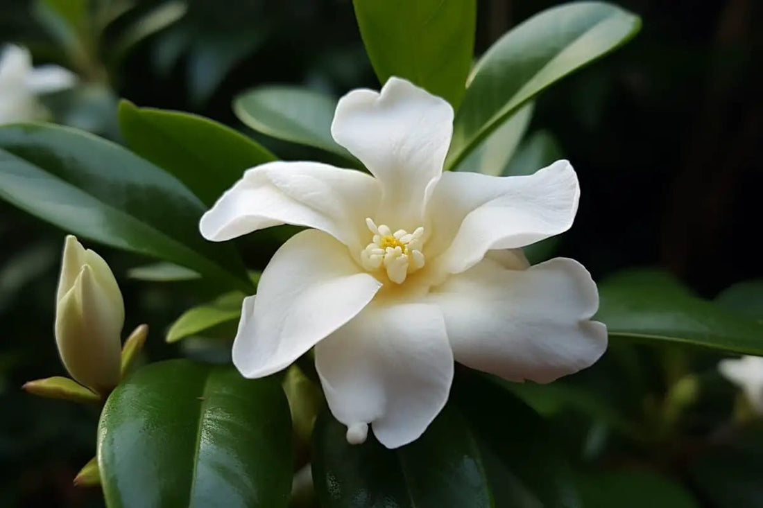 Gardenia Paradise ® Tinkerbell (Gardenia jasminoides) - Ladybird Nursery