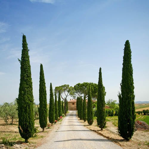 Italian Cypress WA Form (Cupressus sempervirens) - Ladybird Nursery