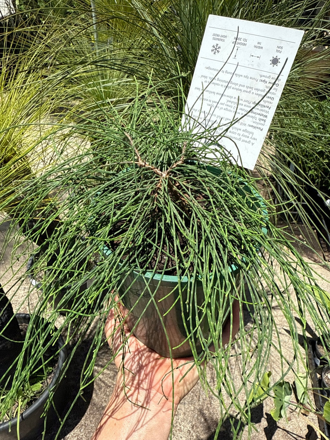 Shagpile (Casuarina glauca) - Ladybird Nursery