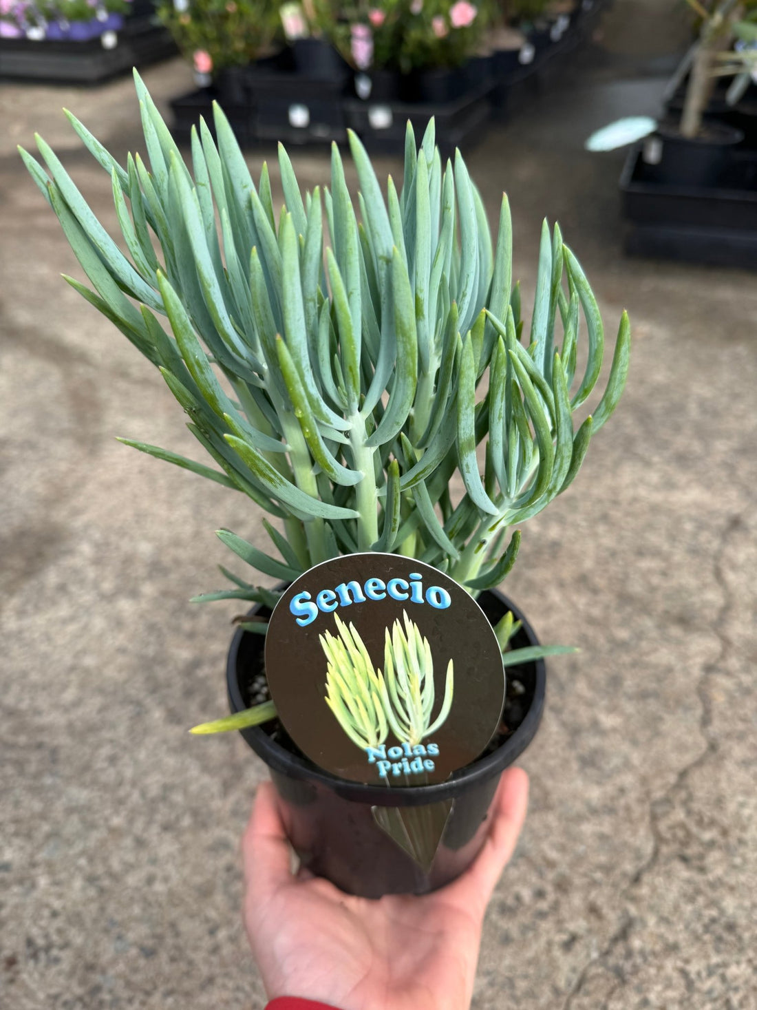 Senecio 'Nolas Pride' (Senecio) - Ladybird Nursery