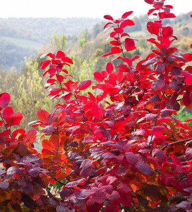 Smokebush x obovatus Kermit (Cotinus coggygria) - Ladybird Nursery