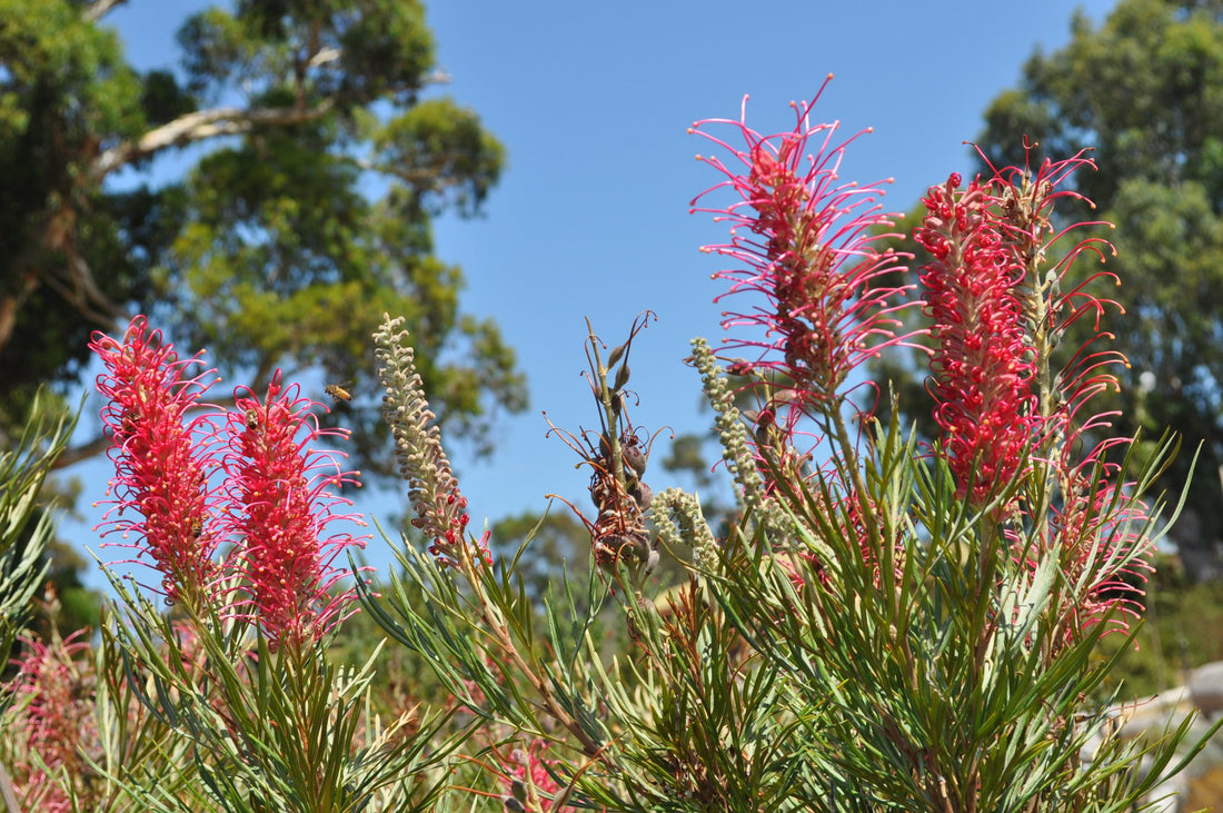 Grevillea 'Goliath' - Ladybird Nursery