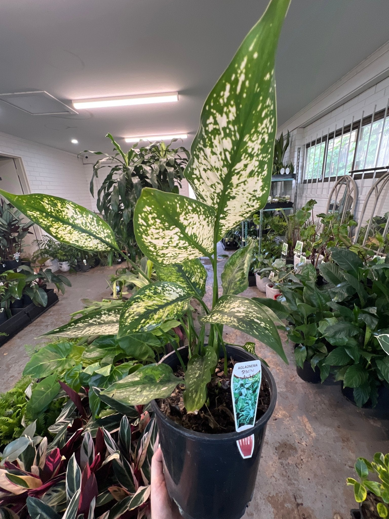 aglaonema snow white plant Aglaonema Snow White Plant – Buy Now! – Ladybird Nursery