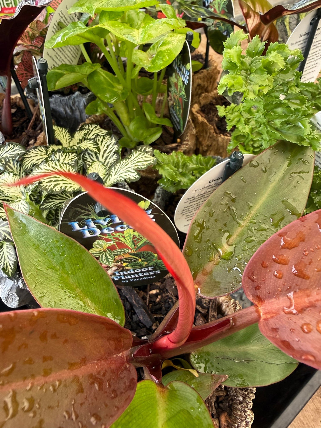 Single Planted Log Planter (Assorted Indoor Plant) - Ladybird Nursery