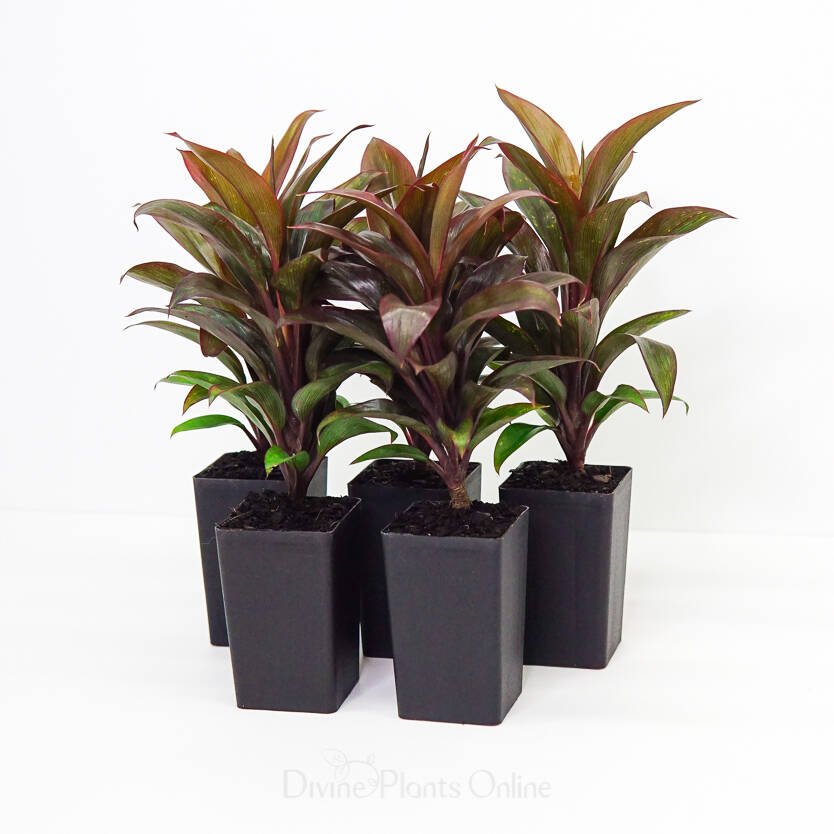 Cordyline (Cordyline compacta) - Ladybird Nursery