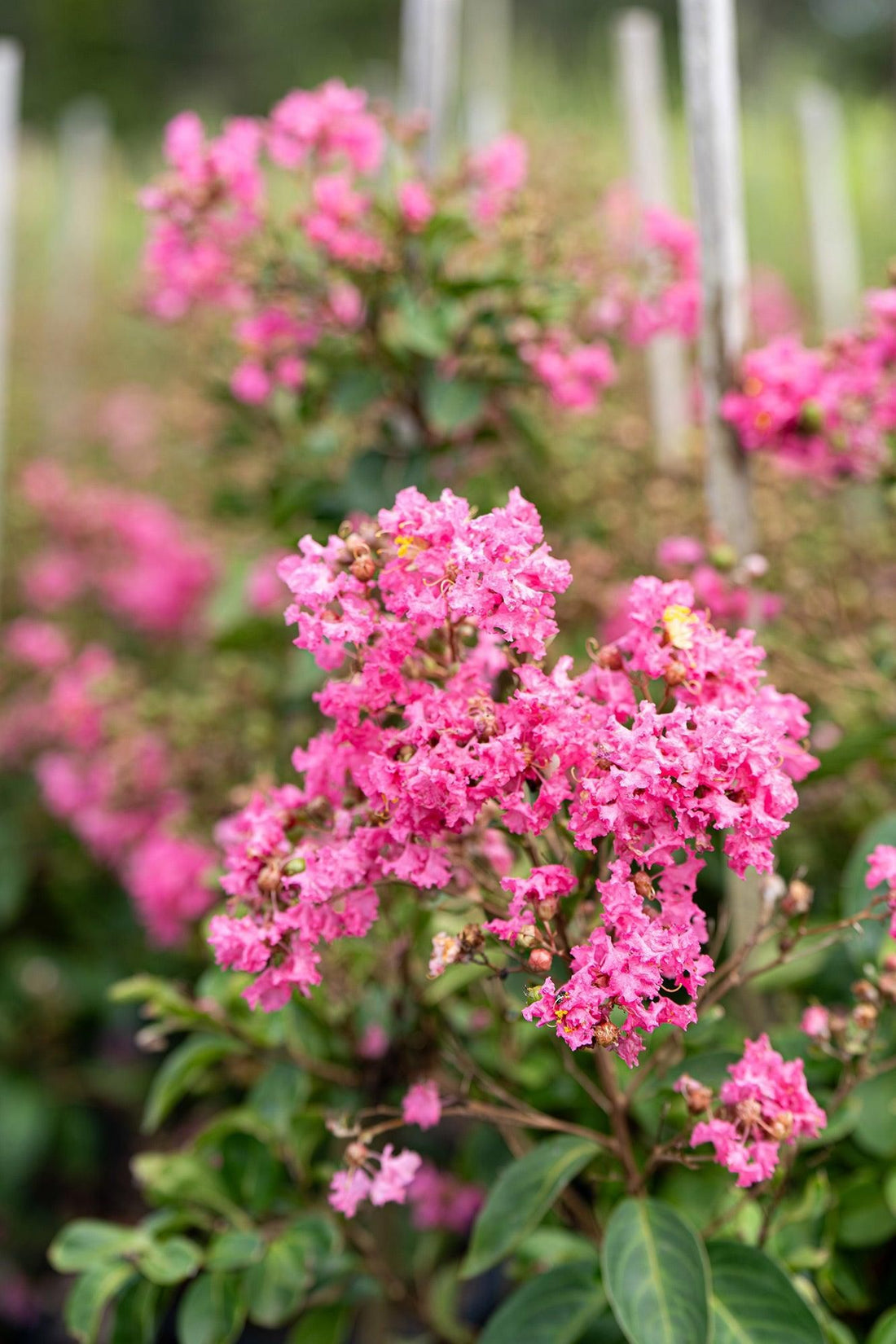 Crepe Myrtle Infinitini Brite Pink (Lagerstroemia) - Ladybird Nursery