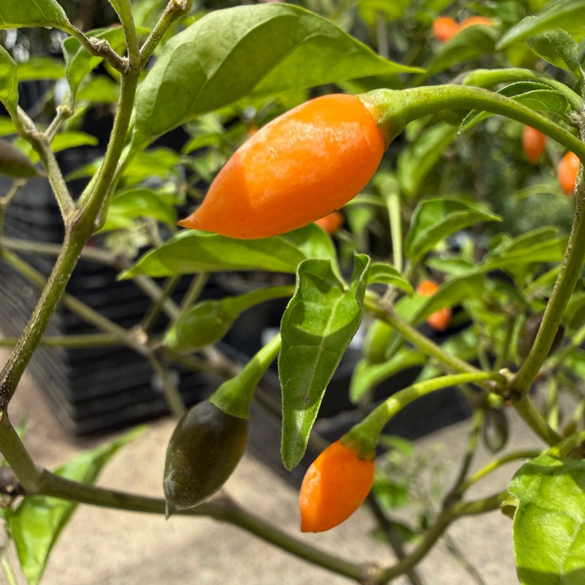 Chilli 'Chiltepin' - Ladybird Nursery