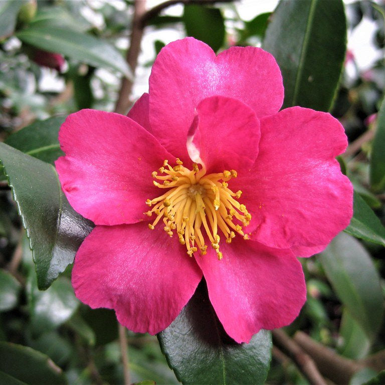 Camellia hiryu (Camellia hiemalis) - Ladybird Nursery