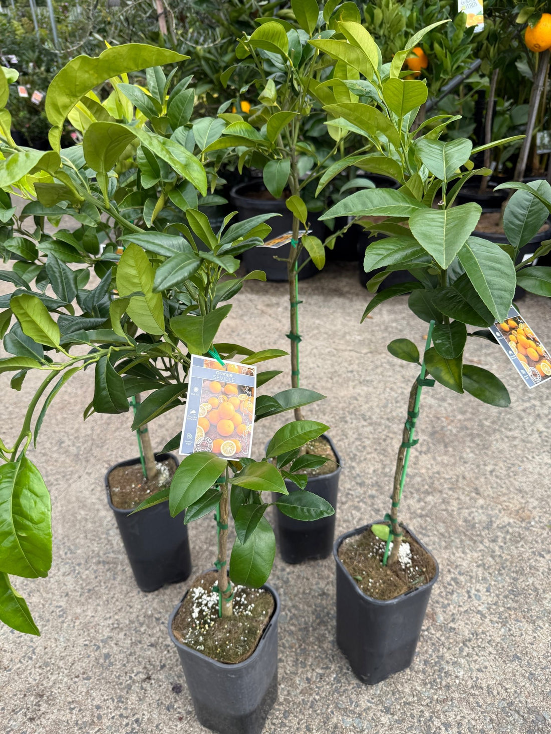 Seville Orange 'Appleby' (QLD ONLY) - Ladybird Nursery