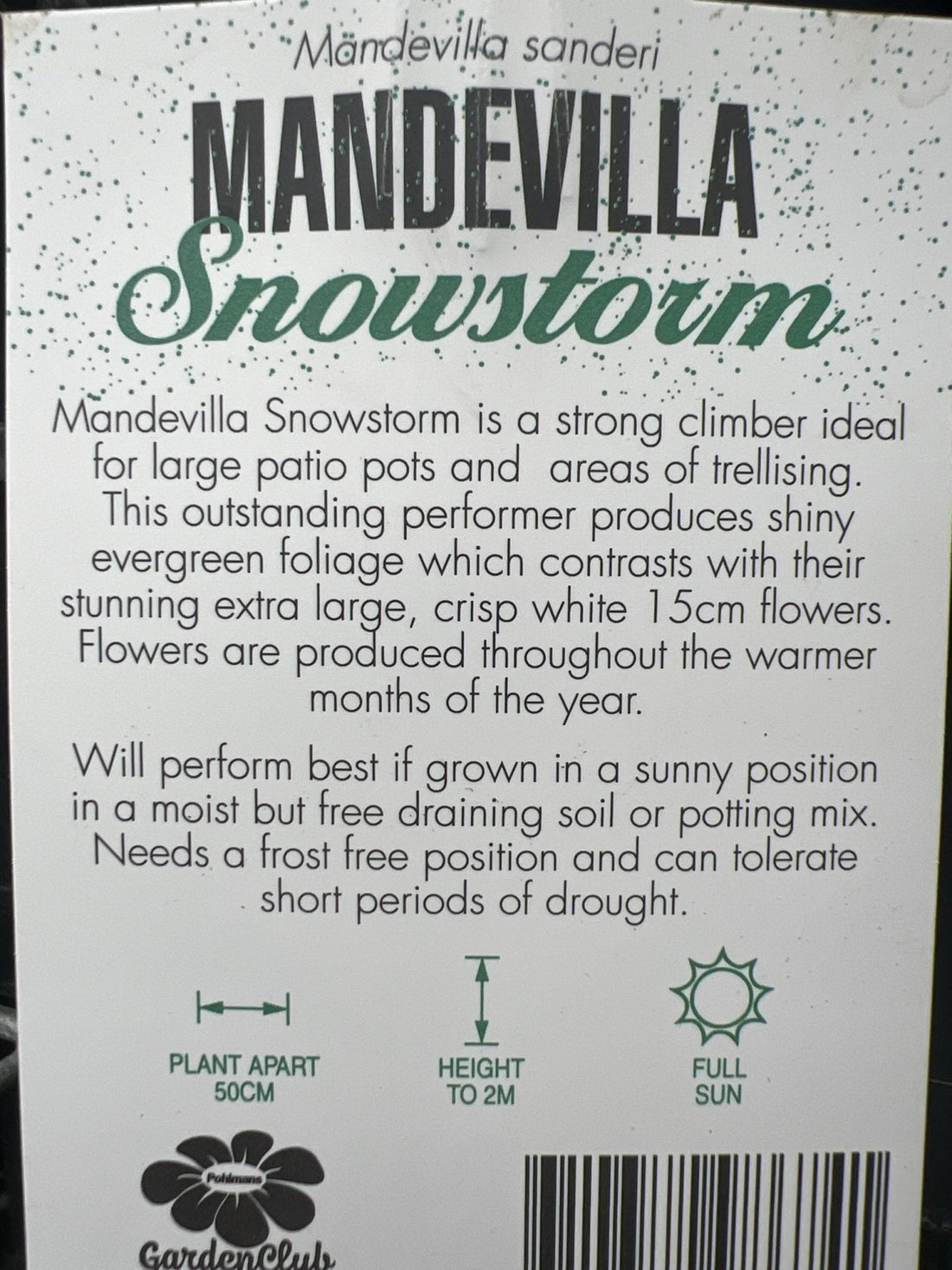 Mandevilla Snowstorm - Ladybird Nursery