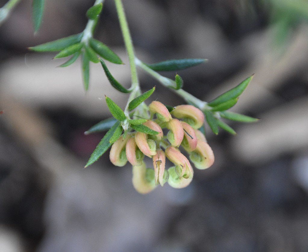 Grevillea Coral Baby - Ladybird Nursery