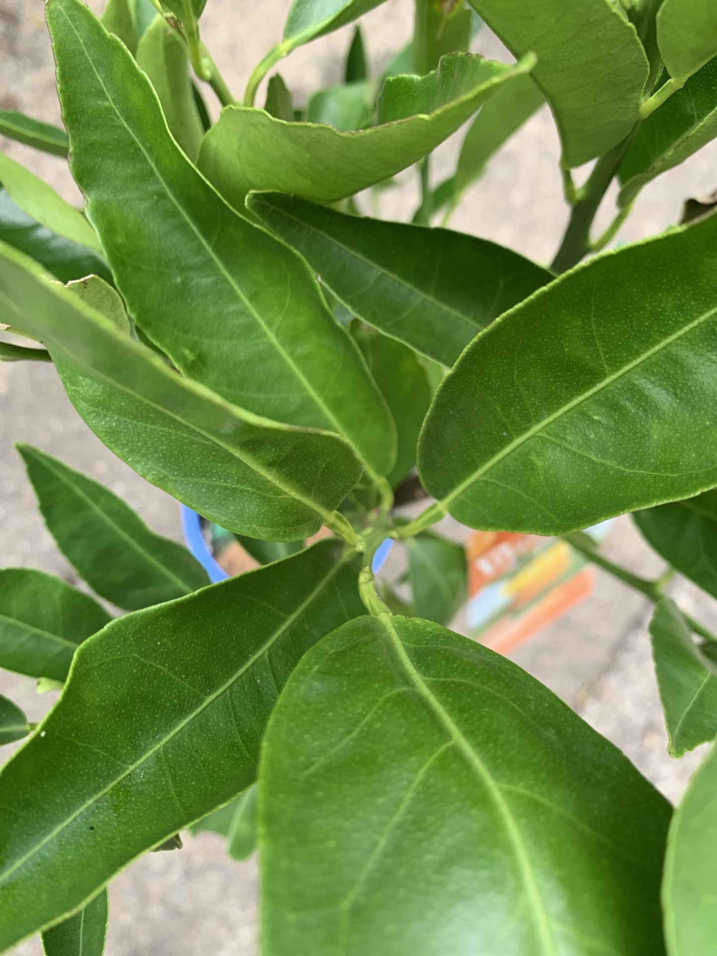 Dwarf Clementine Mandarin (Pipsqueak)